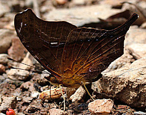 Yolosa, Yungas, Bolivia d. 10 januar 2005. Fotograf: Lars Andersen