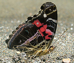 Vanessa myrinna (E. Doubleday, 1849).  Vagantes, Yungas, Bolivia d. 21 januar 2005. Fotograf: Lars Andersen