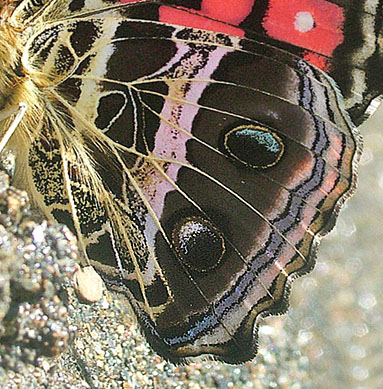 Vanessa myrinna (E. Doubleday, 1849).  Vagantes, Yungas, Bolivia d. 21 januar 2005. Fotograf: Lars Andersen