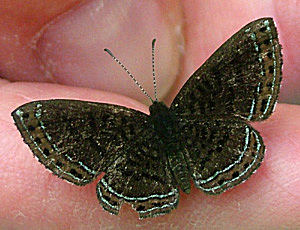 Orange-stitched Metalmark (Chalodeta chaonitis). Vagantes, Yungas, Bolivia d. 22 januar 2005. Fotograf: Annelie Nielsen