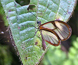 Haenschia derama. Vagantes, Yungas, Bolivia d. 21 januar 2005. Fotograf: Lars Andersen