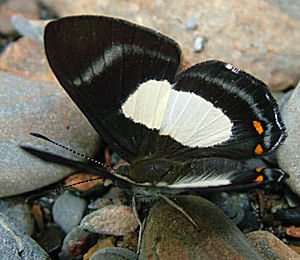 Alectryo Metalmark (Siseme alectryo). Challa, Yungas, Bolivia d. 17 januar 2005. Fotograf: Lars Andersen