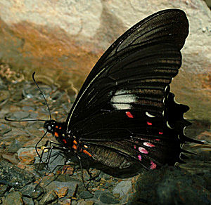 Challa, Yungas, Bolivia d. 17 januar 2005. Fotograf: Lars Andersen