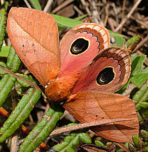 Coroico, Yungas, Bolivia d. 17 januar 2005. Fotograf: Lars Andersen