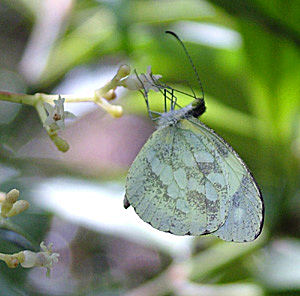 Coroico, Yungas, Bolivia d. 18 januar 2005. Fotograf: Lars Andersen