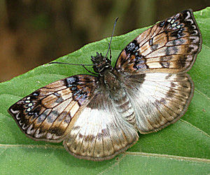 Caranavi, Yungas, Bolivia d. 12 Januar 2005. Fotograf: Lars Andersen