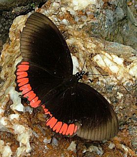 Red Rim, Biblis hyperia. Coroico January 2005. Photographer; Lars Andersen