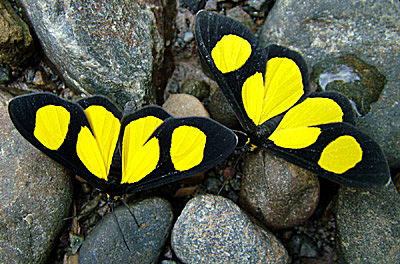 Caranavi, Yungas, Bolivia d. 13 Januar 2005. Fotograf: Lars Andersen