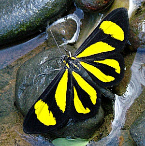 Cyllopoda claudicula. Caranavi, Yungas, Bolivia d. 13 Januar 2005. Fotograf: Lars Andersen