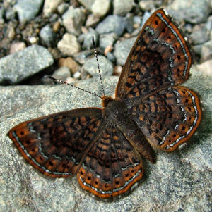 Schaus' Metalmark (Calephelis schausi). Caranavi, Yungas, Bolivia d. 14 januar 2005. Fotograf: Lars Andersen