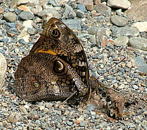 Caranavi, Yungas, Bolivia d. 14 januar 2005. Fotograf: Lars Andersen