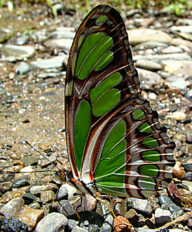 Caranavi, Yungas, Bolivia d. 14 januar 2005. Fotograf: Lars Andersen