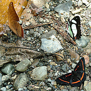 Prepona and Cramer's Redring(Pyrrhogyra crameri) and Riodininae. Caranavi, Yungas, Bolivia d. 14 januar 2005. Fotograf: Lars Andersen