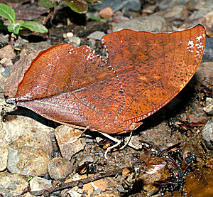 Caranavi, Yungas, Bolivia d. 14 januar 2005. Fotograf: Lars Andersen