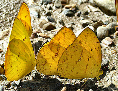 Caranavi, Yungas, Bolivia d. 14 januar 2005. Fotograf: Lars Andersen