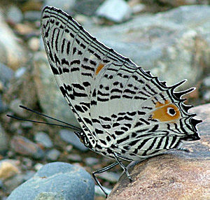 Caranavi, Yungas, Bolivia d. 14 januar 2005. Fotograf: Lars Andersen