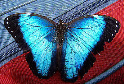 Morpho vitrea, Caranavi, Yungas, Bolivia d. 14 januar 2005. Fotograf: Lars Andersen