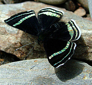 Theodora Metalmark (Chalodeta theodora). Yungas, Bolivia d. 15 Januar 2005. Fotograf: Lars Andersen