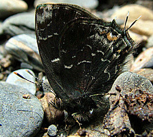 Yungas, Bolivia d. 15 Januar 2005. Fotograf: Lars Andersen