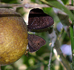 Yungas, Bolivia d. 15 Januar 2005. Fotograf: Lars Andersen