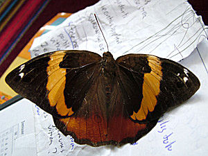 Coroico, Yungas, Bolivia d. 16 januar 2005. Fotograf: Lars Andersen