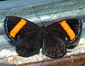 Fasciata Metalmark (Crocozona fasciata). Hotel Esmeralda, Coroico, Yungas, Bolivia d. 17 januar 2005. Fotograf: Lars Andersen