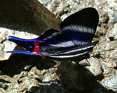 San Juan de Miel,  Yungas, Bolivia d. 18 januar 2005. Fotograf: Lars Andersen