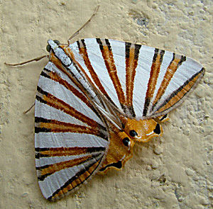 Coroico, Yungas, Bolivia d. 18 januar 2005. Fotograf: Lars Andersen