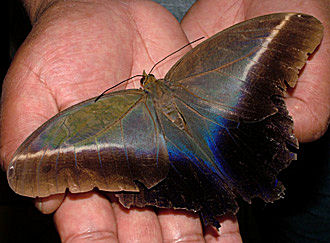 Coroico, Yungas, Bolivia d. 20 januar 2005. Fotograf: Lars Andersen