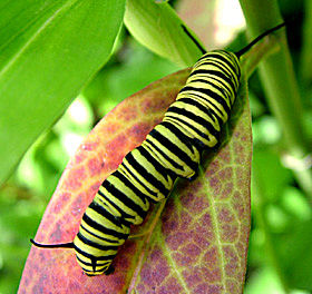 Sydlig Monark, Danaus erippus larve p Milkweed, Asclepias curassavica. Coroico, Yungas, Bolivia d. 20 januar 2005. Fotograf: Lars Andersen