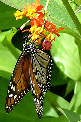 Sydlig Monark, Danaus erippus. Her er både den voksne sommerfugl og larve på samme Milkweed, Asclepias curassavica! Coroico, Yungas, Bolivia d. 20 januar 2005. Fotograf: Lars Andersen