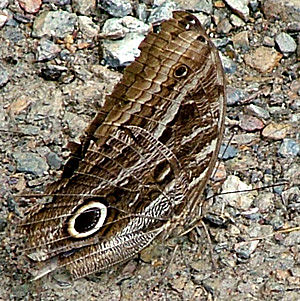Yolosa,  Yungas, Bolivia d. 21 januar 2005. Fotograf: Lars Andersen