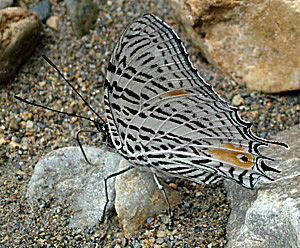 Tocana,  Yungas, Bolivia d. 21 januar 2005. Fotograf: Lars Andersen