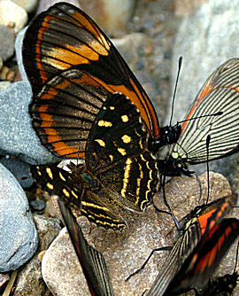 Tocana,  Yungas, Bolivia d. 21 januar 2005. Fotograf: Lars Andersen