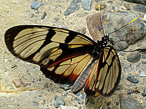 Coroico,  Yungas, Bolivia d. 21 januar 2005. Fotograf: Lars Andersen