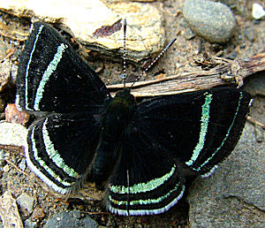 Vagantes,  Yungas, Bolivia d. 21 januar 2005. Fotograf: Lars Andersen