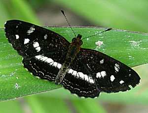 Coroico, Yungas, Bolivia d. 21 januar 2005. Fotograf: Lars Andersen