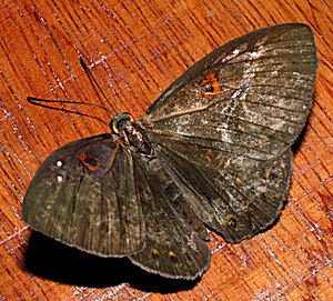 Bluewing Sheenmark (Eurybia lycisca), Hotel Esmeralda, Coroico, Yungas, Bolivia d. 19 Januar 2005. Fotograf: Lars Andersen