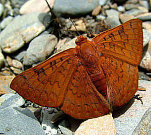 Mandana Metalmark (Emesis mandana), Rio Broncini, Caranavi, Yungas, Bolivia d. 13 Januar 2005. Fotograf: Lars Andersen