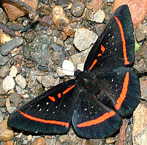 Amrynthis meneria, Rio Broncini, Caranavi, Yungas, Bolivia d. 13 Januar 2005. Fotograf: Lars Andersen