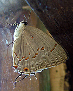 Strymon ziba or megarus. Coroico, Yungas, Bolivia January 2005. Photographer: Lars Andersen