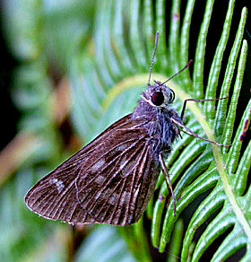 Coroico, Yungas, Bolivia Januar 2005. Fotograf: Lars Andersen