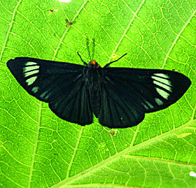 Clonia Metalmark, Esthemopsis clonia (C. Felder & R. Felder, 1865). Coroico, Yungas, d. 1 Januar 2005. Fotograf: Lars Andersen