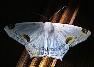 Sericoptera mahometaria. Coroico, Yungas, Bolivia, januar 2005. Fotograf: Lars Andersen