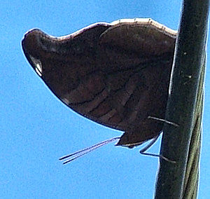 Historis, Coroico, Yungas, Bolivia d. 8 januar 2005. Fotograf: Lars Andersen