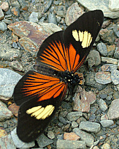 Acraea Mimic, Castilia perilla. Caranavi, Yungas, Bolivia d. 11 januar 2005. Fotograf: Lars Andersen