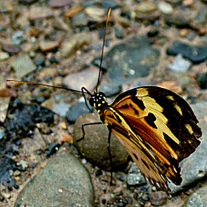 Coroico, Yungas, Bolivia, januar 2005. Fotograf: Lars Andersen