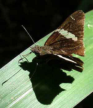 Coroico, Yungas, Bolivia. January 2005. Photographer: Lars Andersen