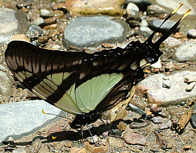 Serville Kite Swallowtail (Eurytides serville). Yolosa, Yungas. January 2005. Photographer: Lars Andersen