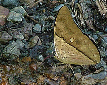 Vidioclip with Archaeoprepona amphimachus. . Rio Broncini, Yungas, Bolivia d. 14 january 2005. Photographer: Lars Andersen